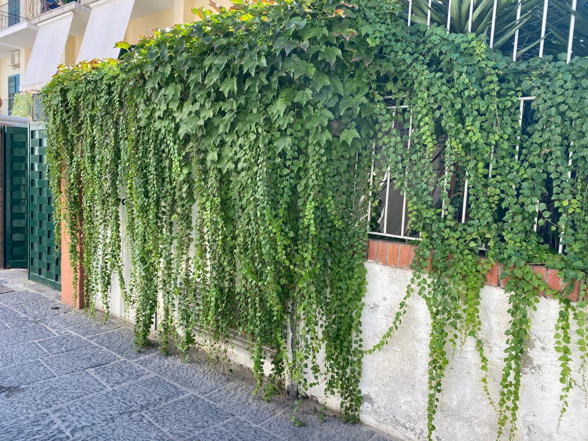 Ammore Ammare Apartment Ischia Exteriör bild